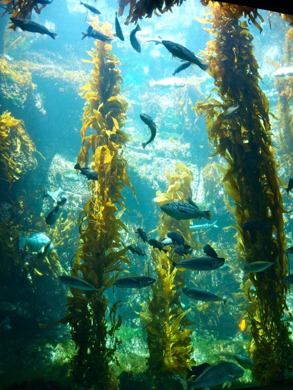 Ламинариевые водоросли Тихого океана
