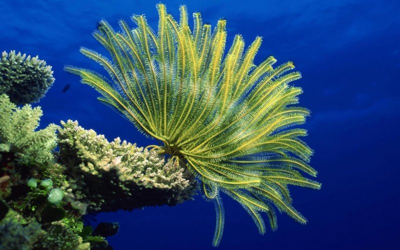 Морские лилии ордовикского периода