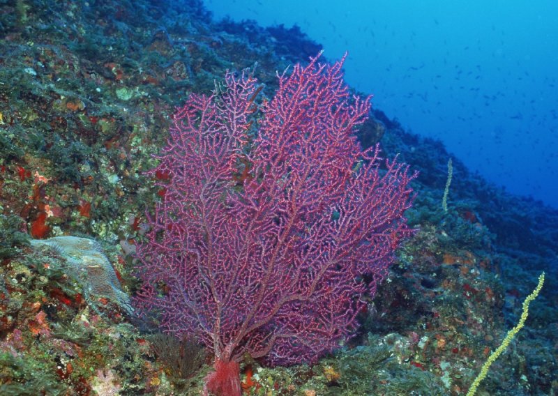 Кораллы черного моря