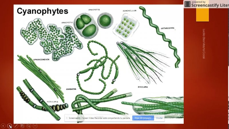 Отдел цианобактерии сине-зеленые водоросли