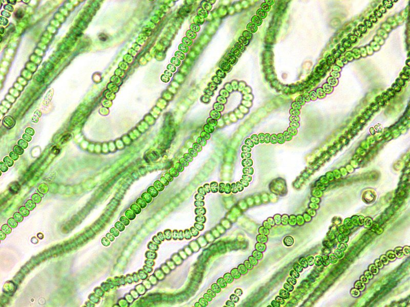 Сине-зеленые водоросли цианобактерии