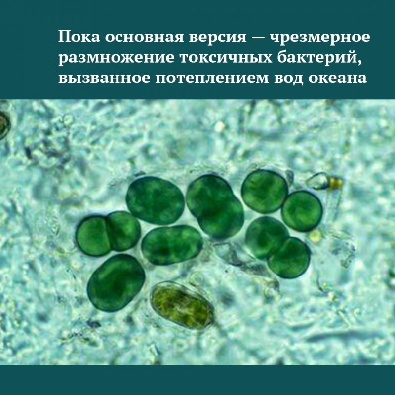 Цианобактерии азотфиксаторы