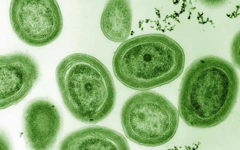 Цианобактерии Prochlorococcus