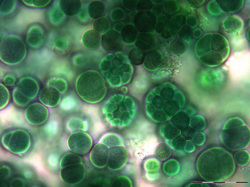 Цианобактерии фотосинтетики