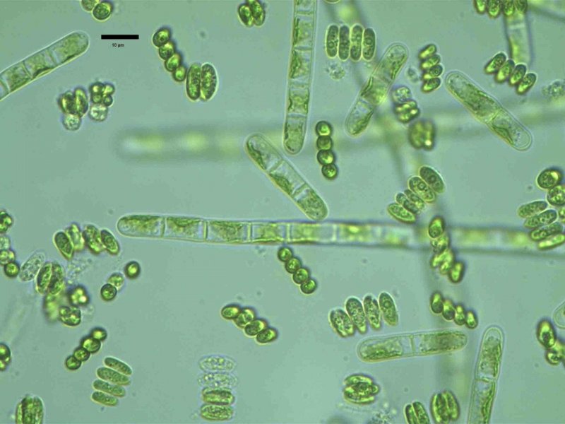 Одноклеточные цианобактерии