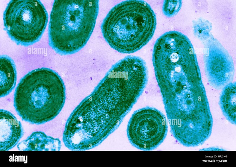 Клетка цианобактерии Synechocystis