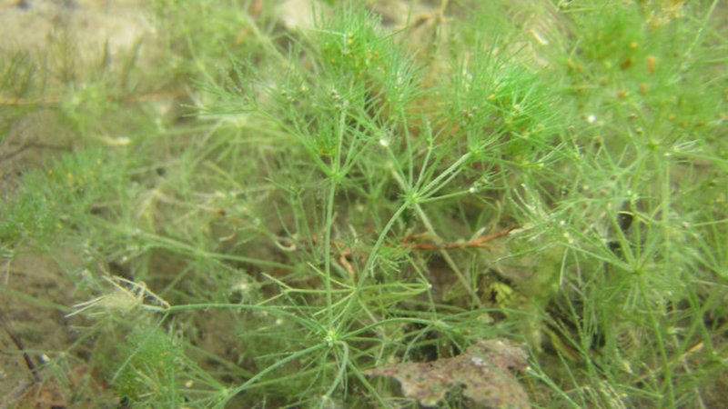 Харовая водоросль Lychnothamnus barbatus