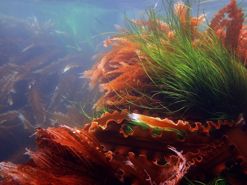 Морские водоросли ламинария красные водоросли