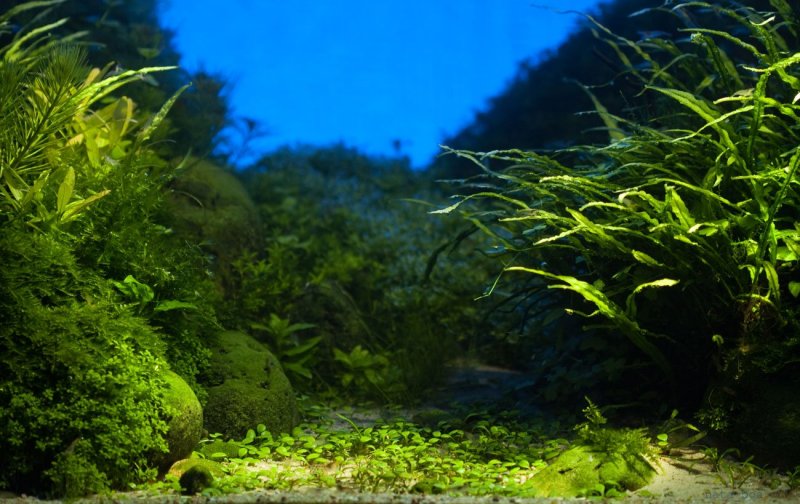 Зеленые водоросли водоросли
