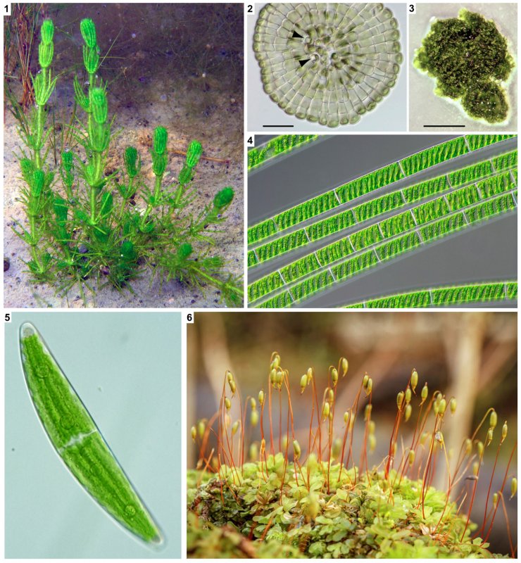 Колеохетовые водоросли
