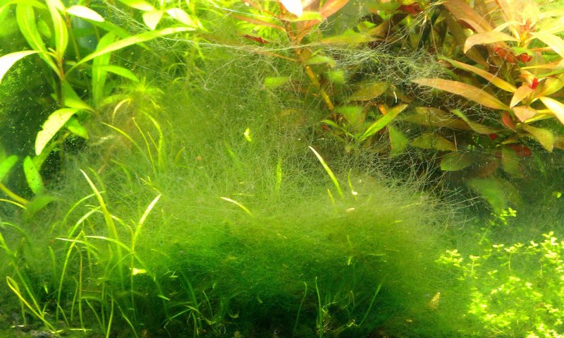 Нитчатка на аквариумных растениях