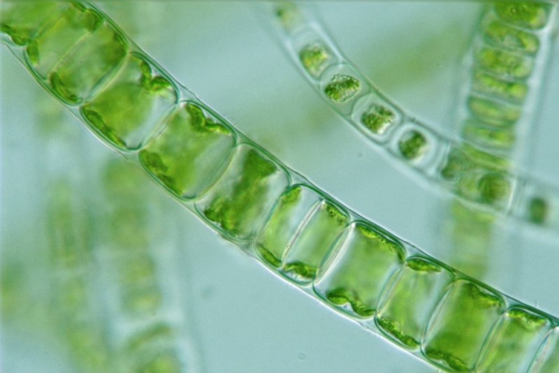 Многоклеточные водоросли улотрикс