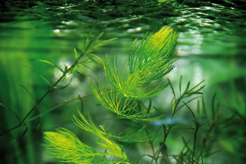 Зелёные водоросли Пресноводные