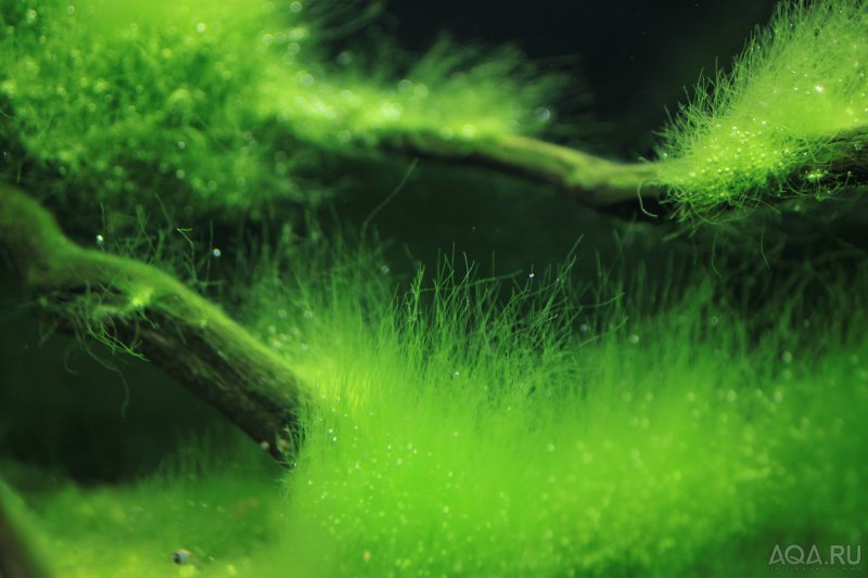 Тина -водоросль спирогира