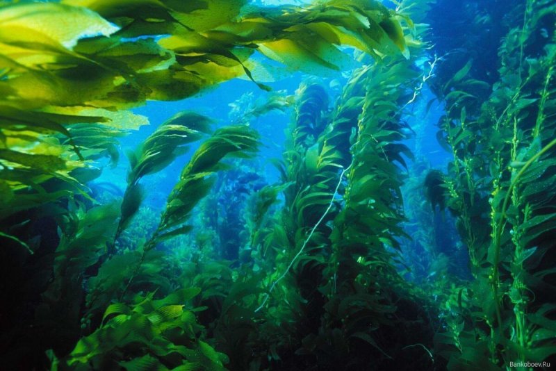 Море водоросли ламинария японская