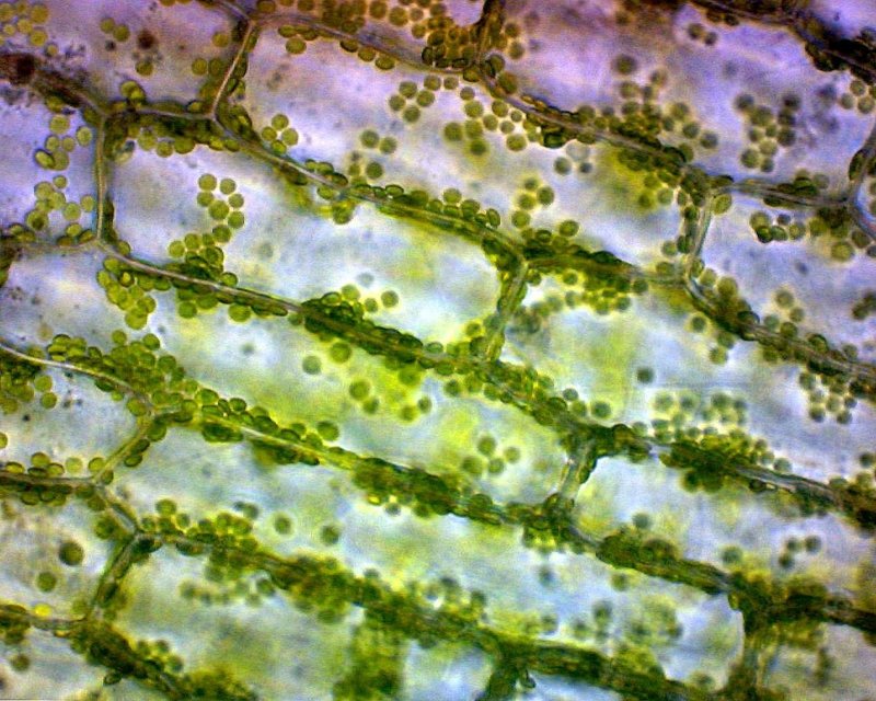 Хлоропласты в листе элодеи