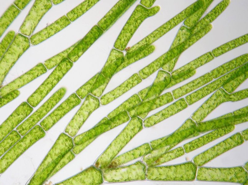 Кладофора водоросль микроскоп