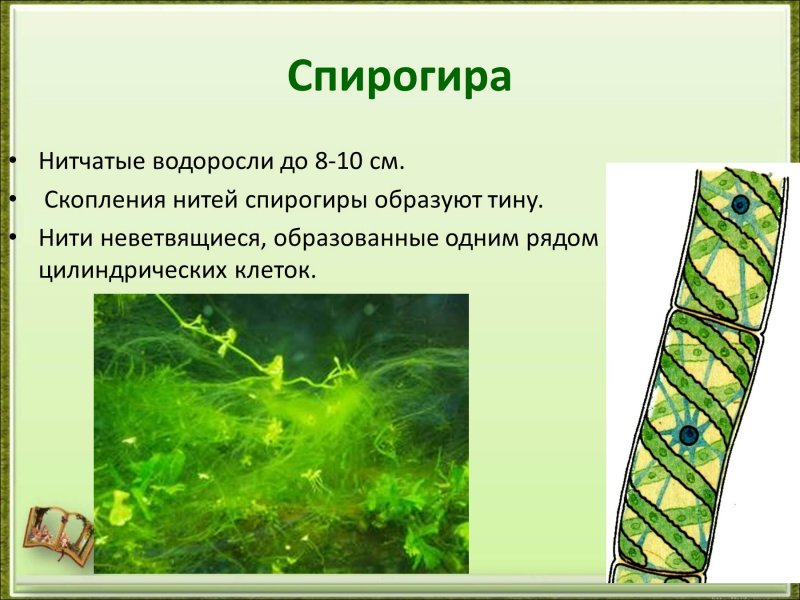 Нитчатая водоросль спирогира