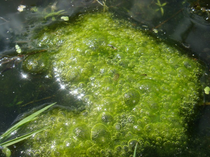 Водоросли спирогира водоросли