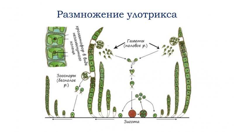 Жизненный цикл водорослей улотрикс