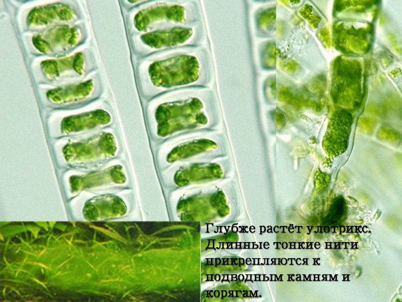 Многоклеточные зеленые водоросли улотрикс