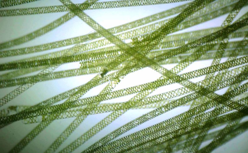 Нитчатая водоросль спирогира