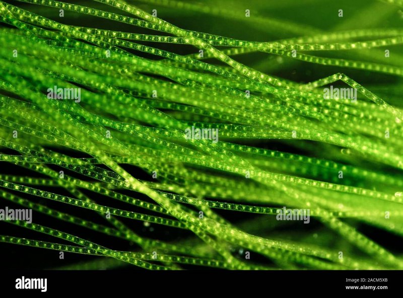Зелёные водоросли спирогира