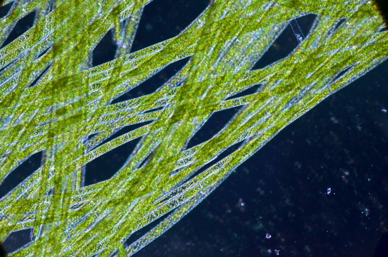 Спирогира зеленая нитчатая водоросль