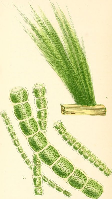 Зеленые водоросли улотрикс