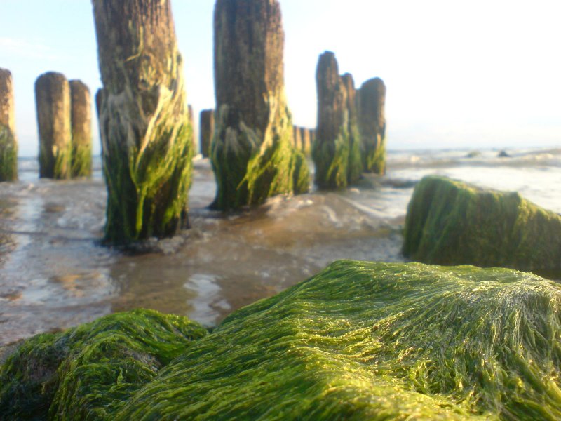 Нитчатые водоросли море Балтийского