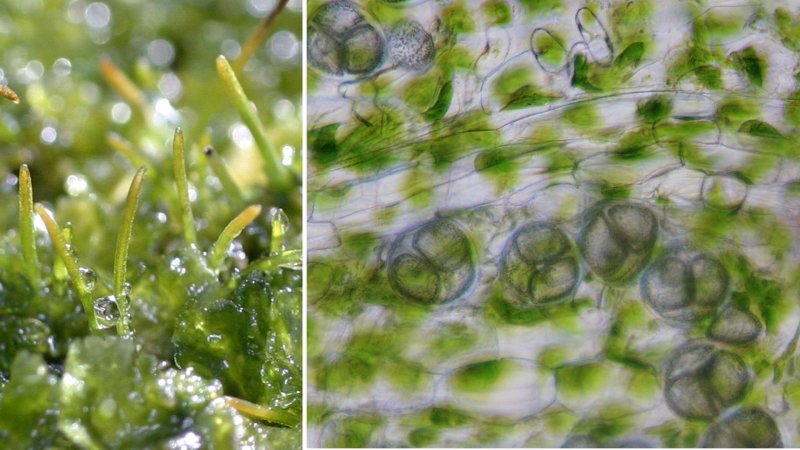 Нитчатые зеленые водоросли