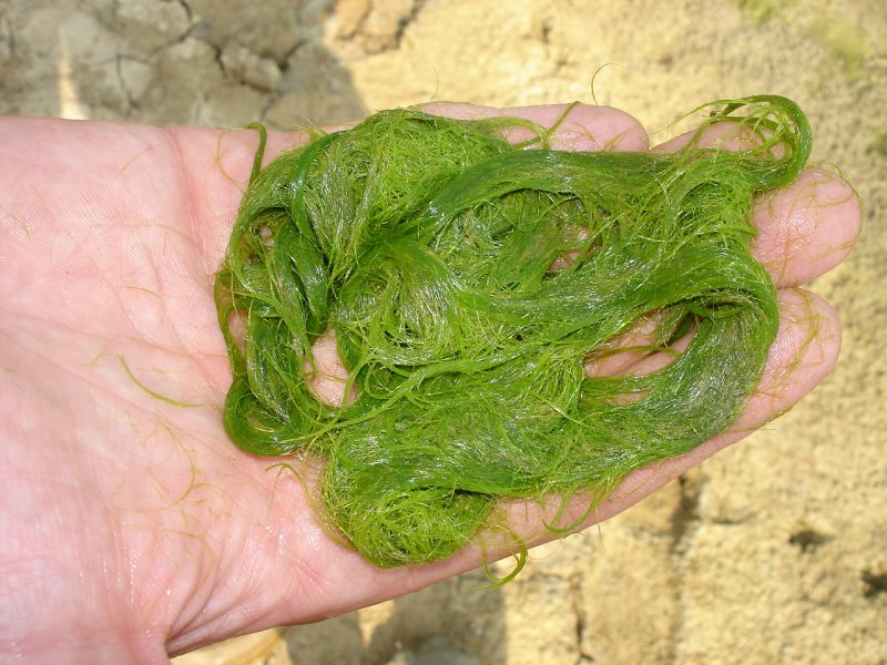 Тина -водоросль спирогира