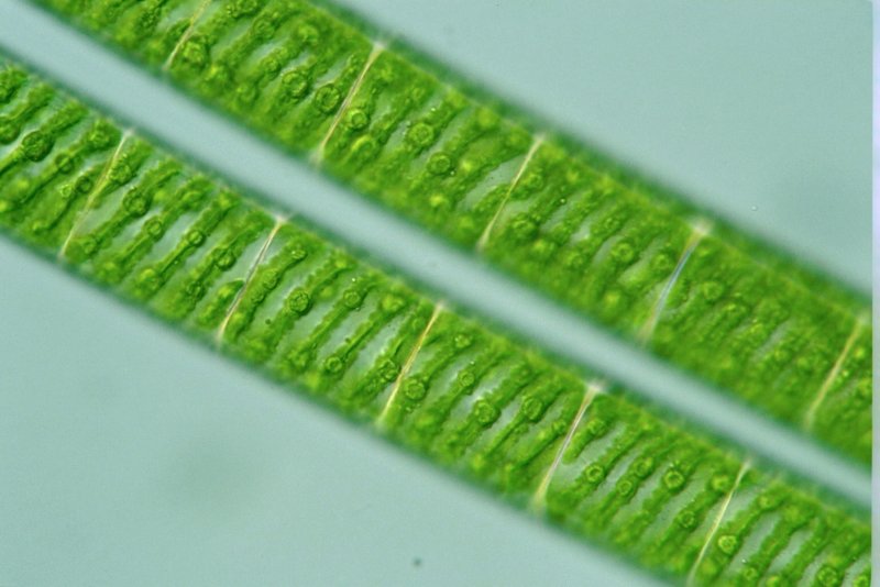 Зелёные водоросли спирогира