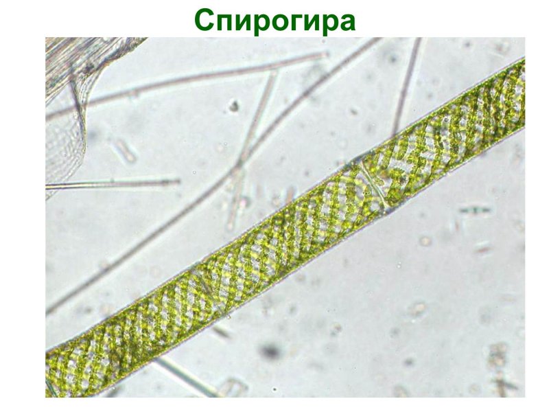 Спирогира зеленая нитчатая водоросль