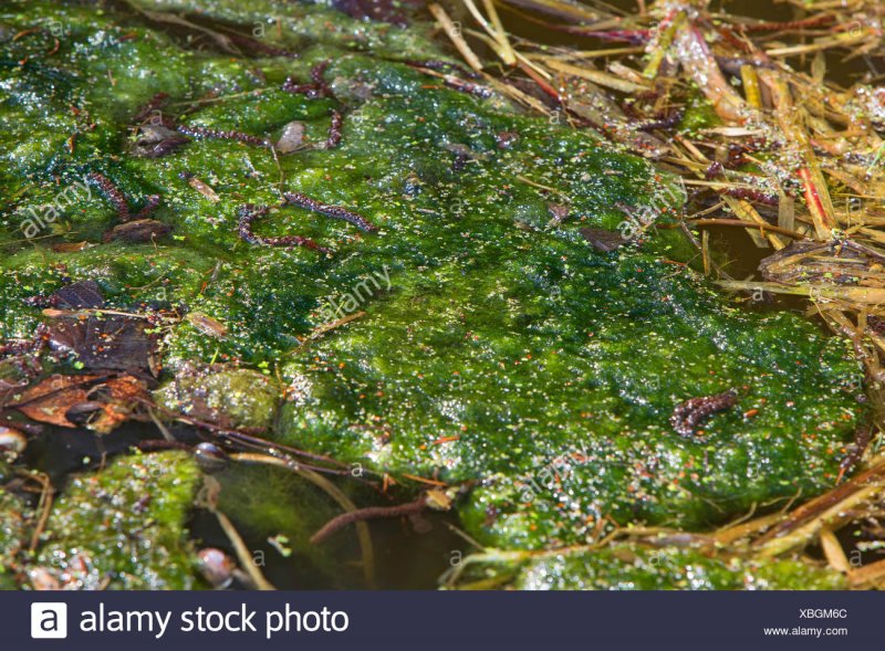 Болотная водоросль спирогира