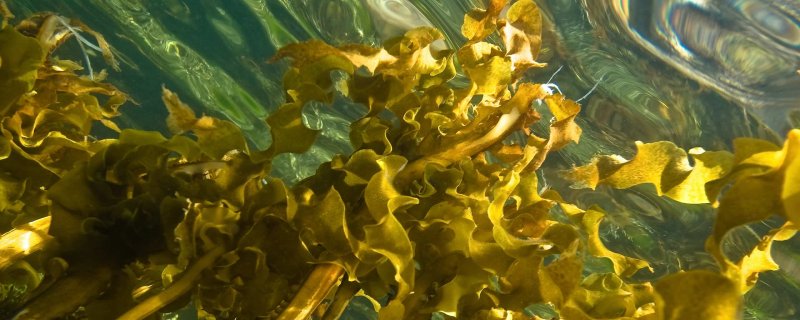 Морские водоросли ундария перистая