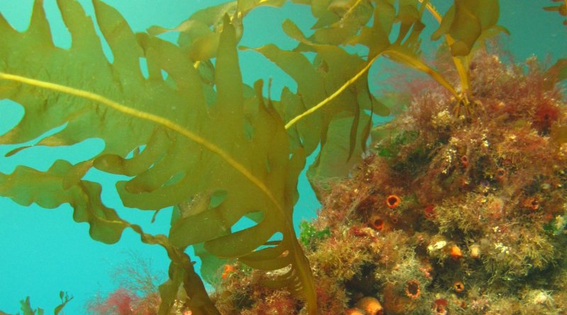 Морские водоросли ундария перистая