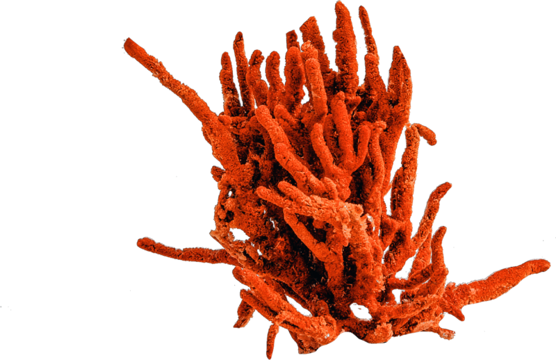 Красные коралловые водоросли