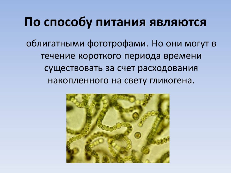 Цианобактерии царство