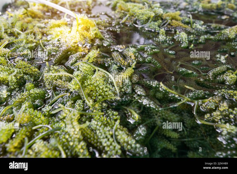 Морской виноград водоросли купить интернет магазин