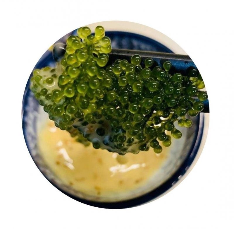 Каулерпа (Caulerpa lentillifera) – «морской виноград»