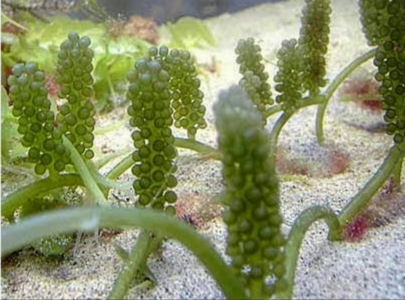 Каулерпа (Caulerpa lentillifera) – «морской виноград»