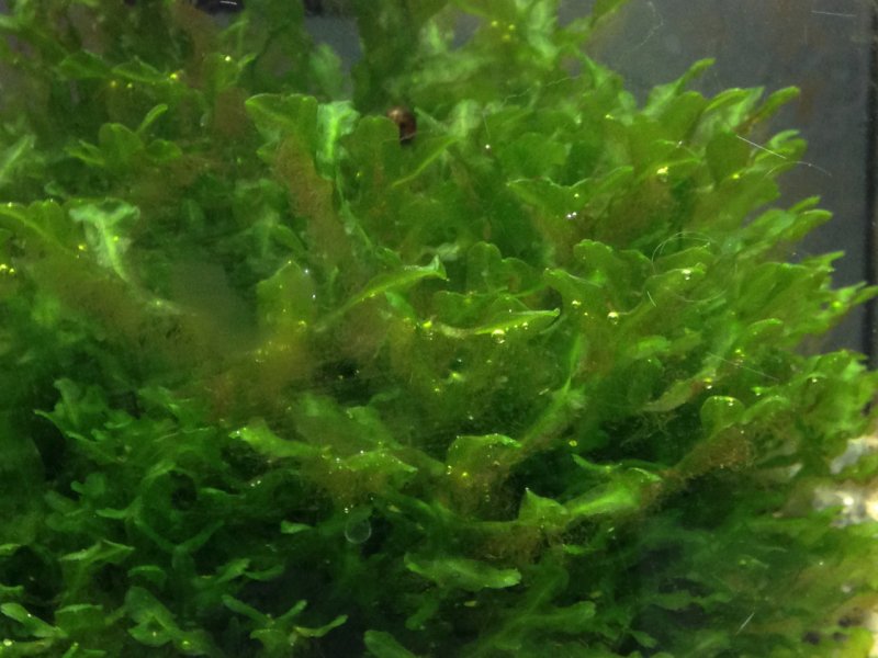 Ламинария водоросль аквариумная