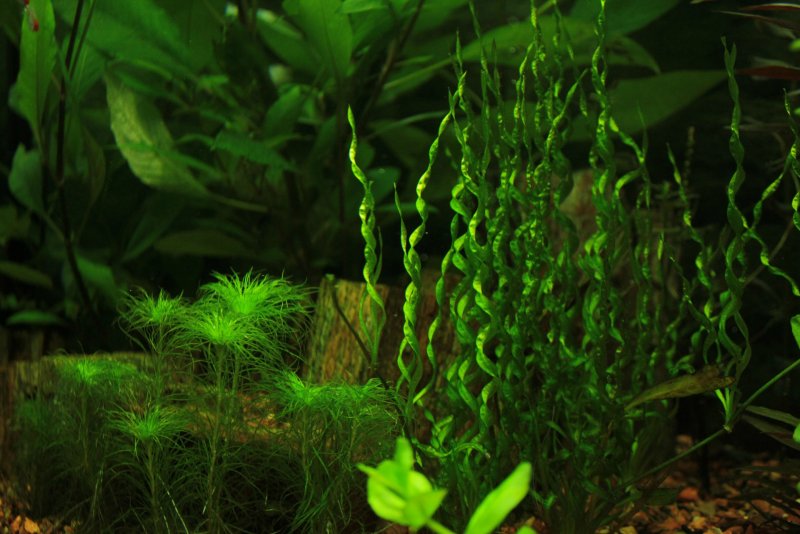Валлиснерия спиральная (Vallisneria spiralis)