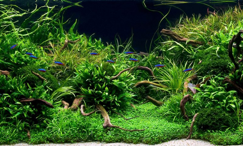 Тенелюбивые аквариумные растения