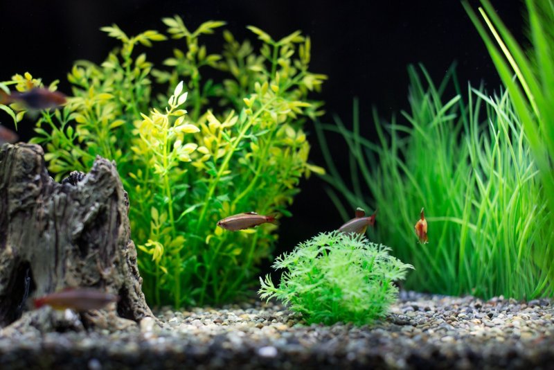 Аквариум с водорослями и рыбками