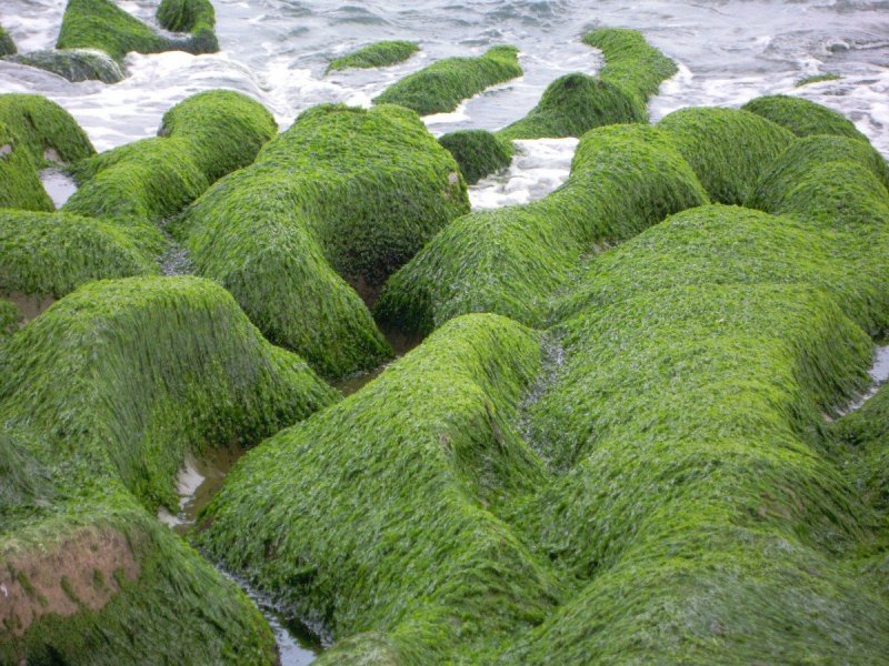 Эдафофильные водоросли