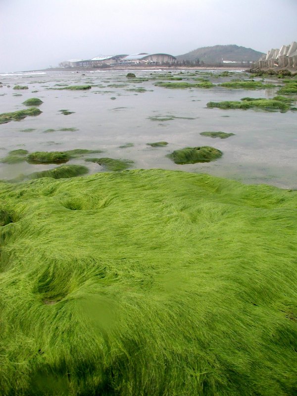 Hairgrass водоросли