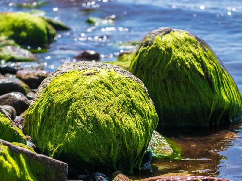 Зеленые водоросли ульфоциевые