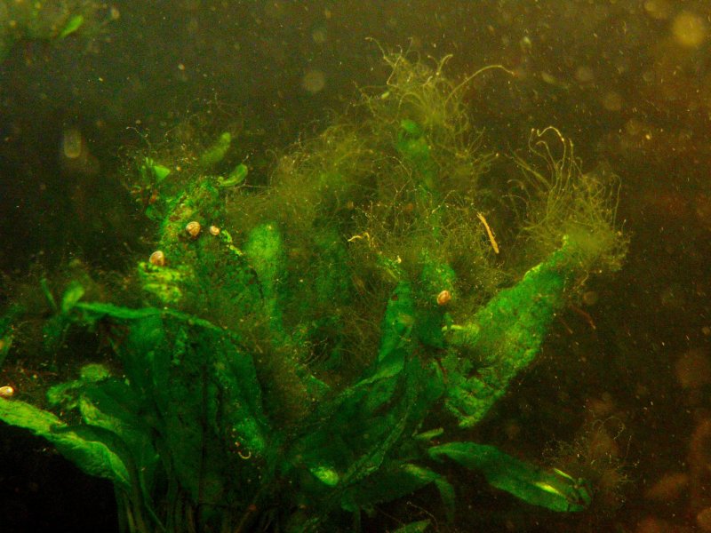 Студариум водоросли